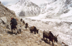 Yakkety Yak… We Can’t Walk Back…