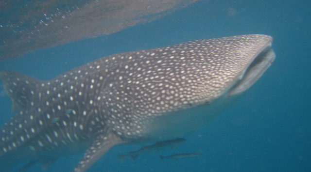 It’s a Whale! It’s a Shark! It’s a WHALE SHARK!!!