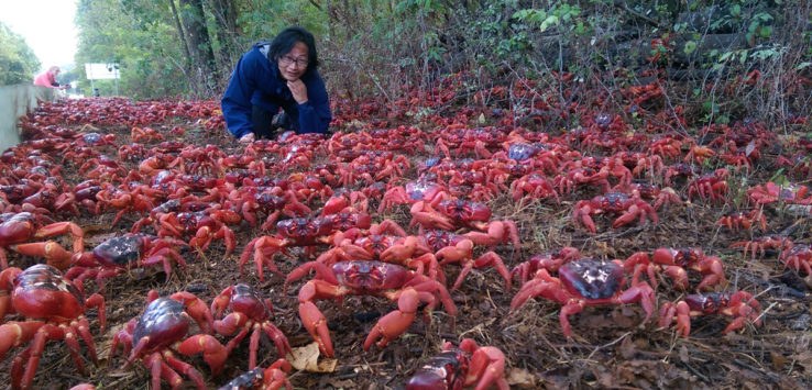 Christmas Island and The Amazing Red Crab Migration